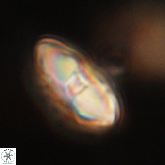 Davidbukrya perchnielseniae 69762