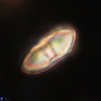 Davidbukrya perchnielseniae 69763