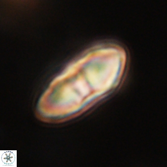 Davidbukrya perchnielseniae 69763