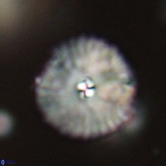 Davidbukrya perchnielseniae 69765