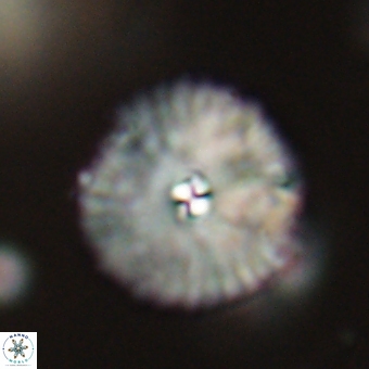 Davidbukrya perchnielseniae 69765