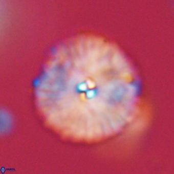 Davidbukrya perchnielseniae 69767