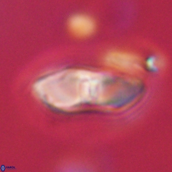 Davidbukrya perchnielseniae 69768