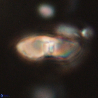 Davidbukrya perchnielseniae 69769