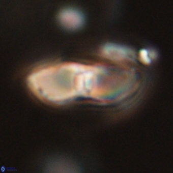 Davidbukrya perchnielseniae 69770