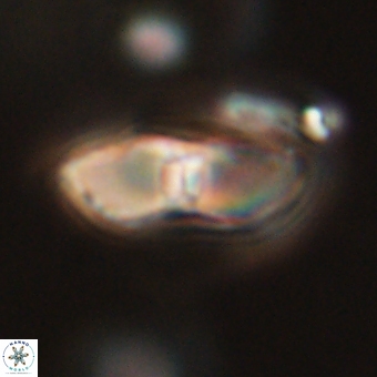 Davidbukrya perchnielseniae 69770
