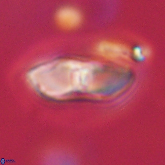 Davidbukrya perchnielseniae 69771