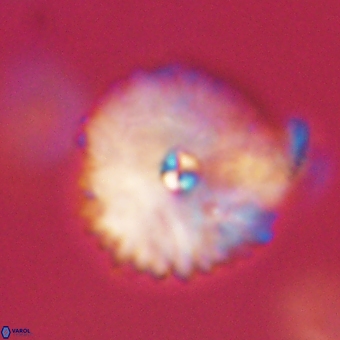 Davidbukrya perchnielseniae 69774