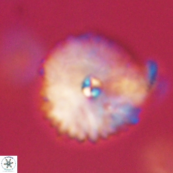 Davidbukrya perchnielseniae 69774