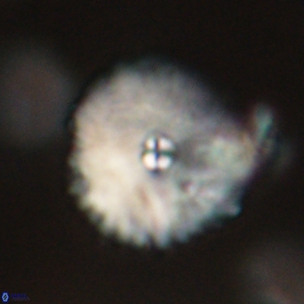 Davidbukrya perchnielseniae 69775