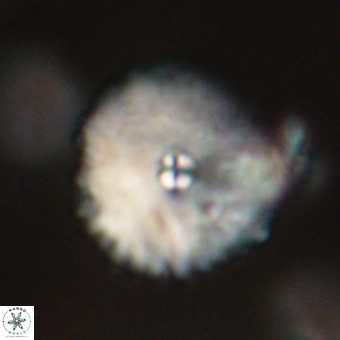 Davidbukrya perchnielseniae 69775