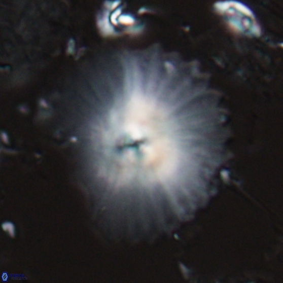 Davidbukrya perpolitus 24937