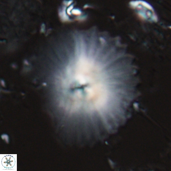 Davidbukrya perpolitus 24937