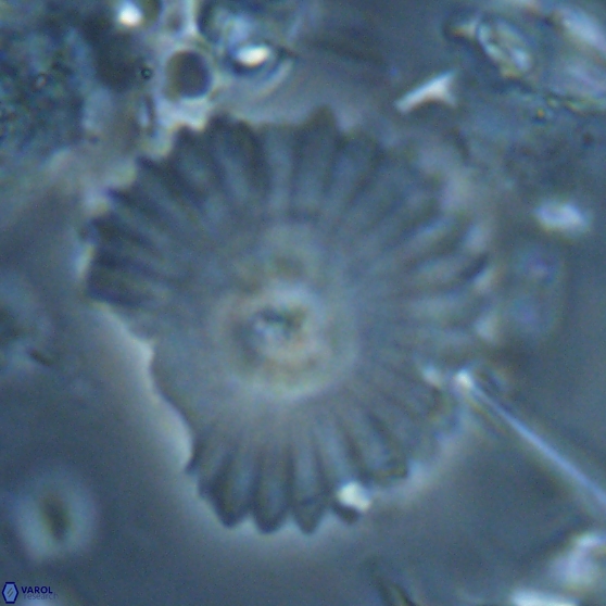 Davidbukrya perpolitus 24944