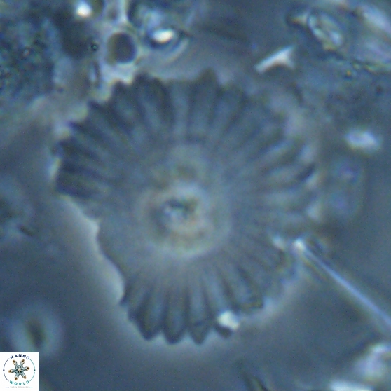 Davidbukrya perpolitus 24944