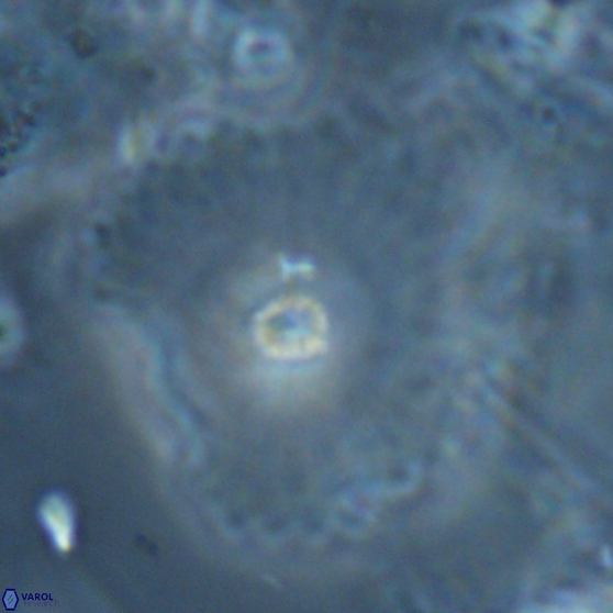 Davidbukrya perpolitus 24945