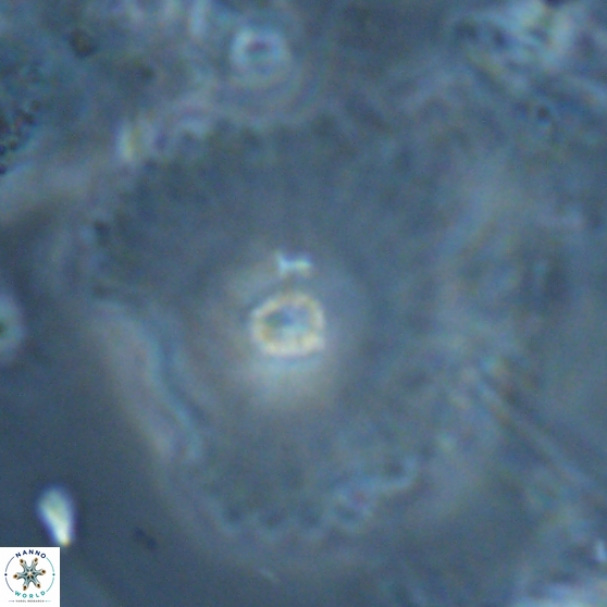 Davidbukrya perpolitus 24945
