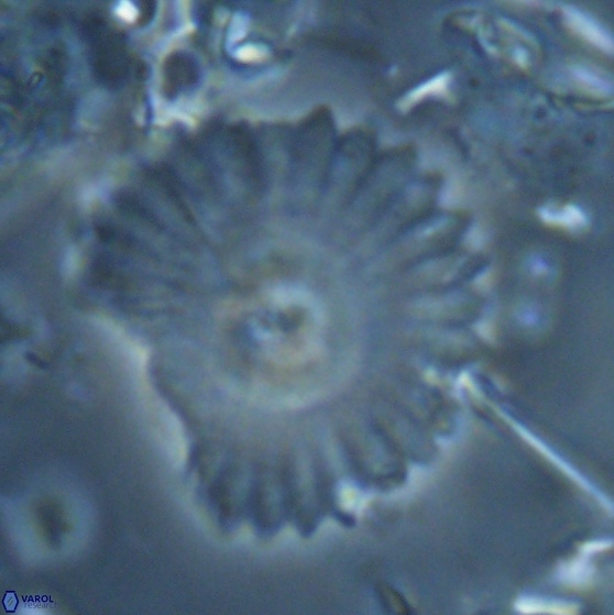 Davidbukrya perpolitus 24946