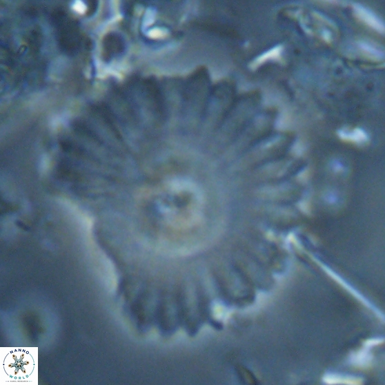 Davidbukrya perpolitus 24946