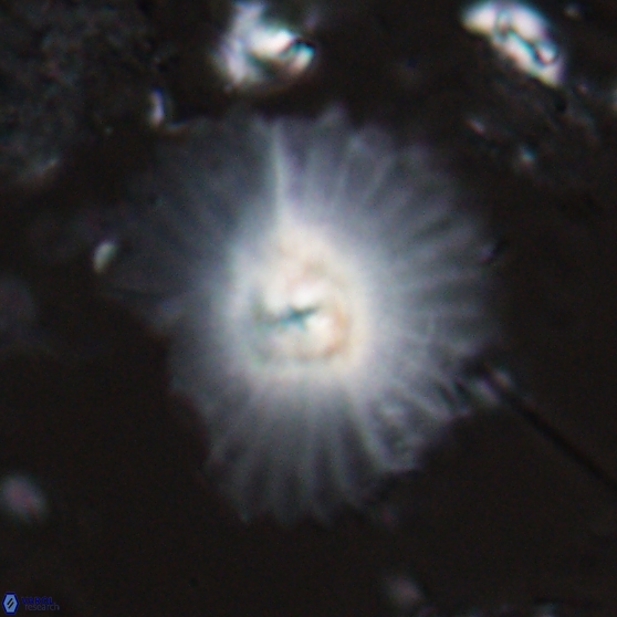 Davidbukrya perpolitus 24940