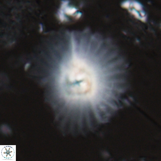 Davidbukrya perpolitus 24940