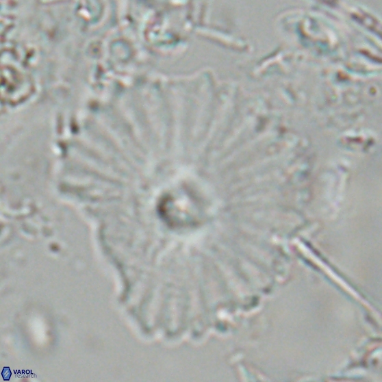 Davidbukrya perpolitus 24941
