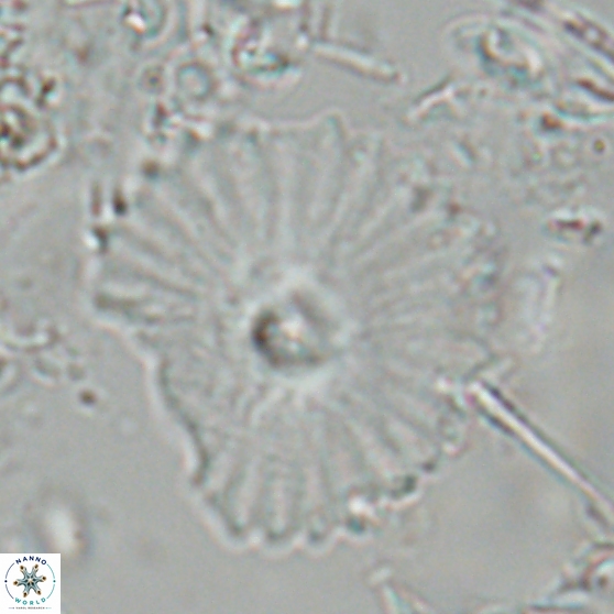 Davidbukrya perpolitus 24941