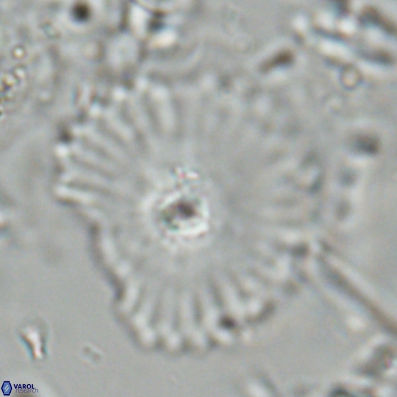 Davidbukrya perpolitus 24942