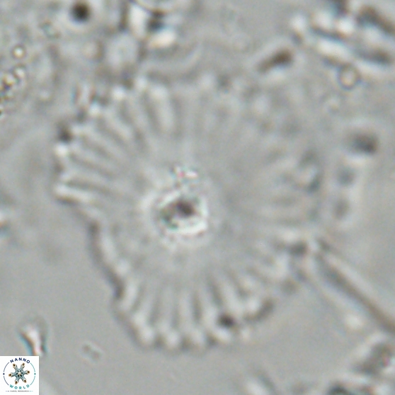 Davidbukrya perpolitus 24942