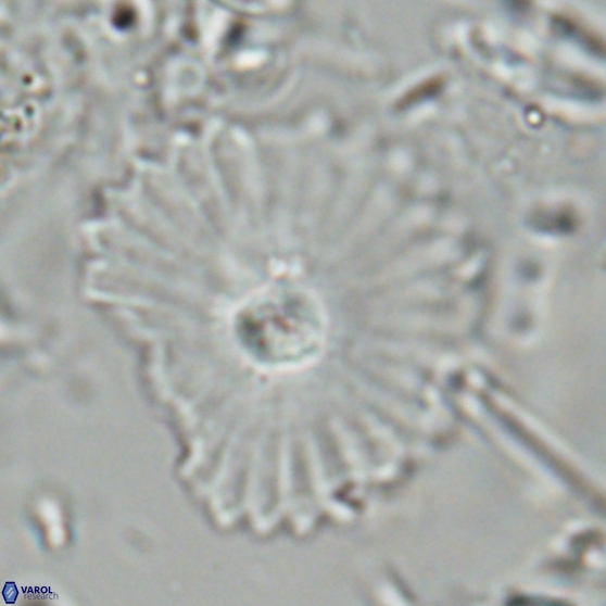 Davidbukrya perpolitus 24943