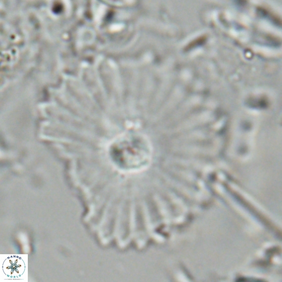 Davidbukrya perpolitus 24943
