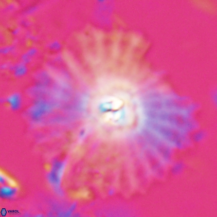 Davidbukrya perpolitus 25578