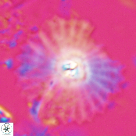 Davidbukrya perpolitus 25578