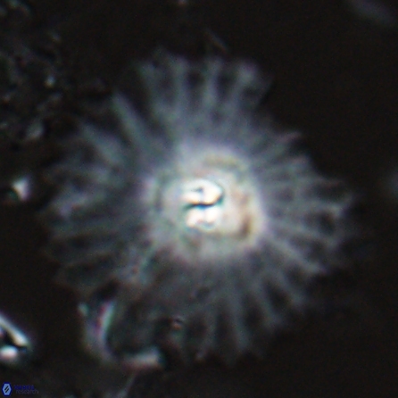 Davidbukrya perpolitus 25579