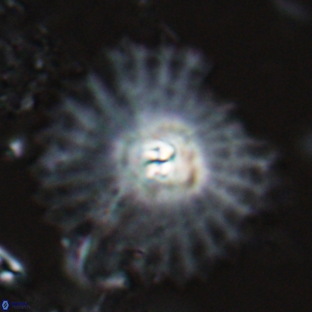 Davidbukrya perpolitus 25584