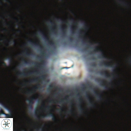 Davidbukrya perpolitus 25584
