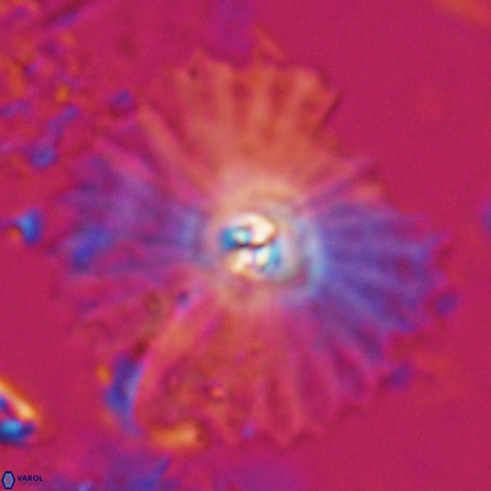 Davidbukrya perpolitus 25581