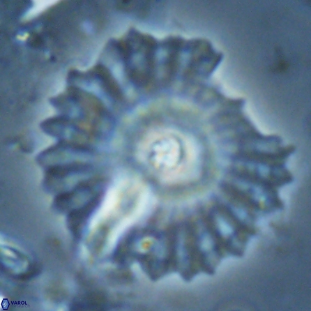 Davidbukrya perpolitus 25583