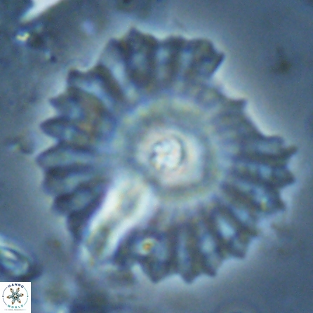 Davidbukrya perpolitus 25583