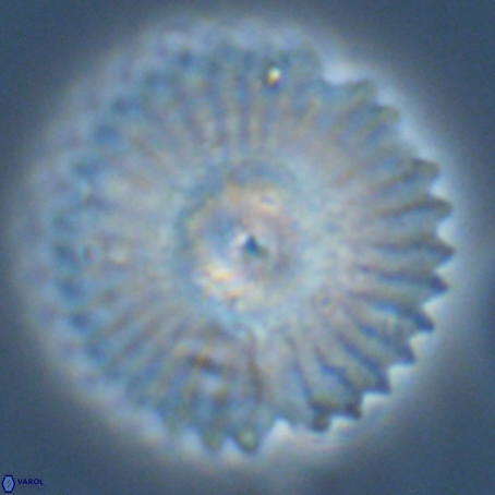 Davidbukrya perpolitus 71244