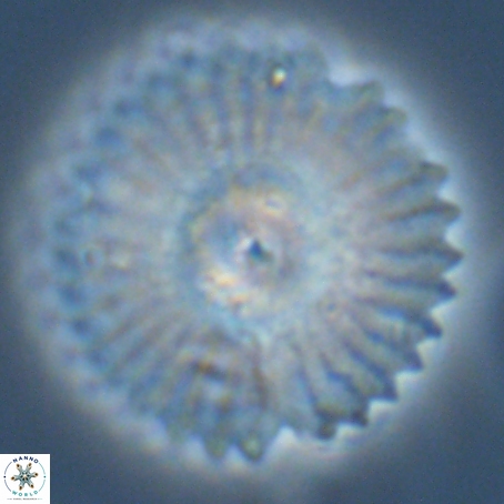 Davidbukrya perpolitus 71244