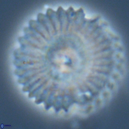 Davidbukrya perpolitus 71245