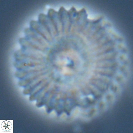 Davidbukrya perpolitus 71245