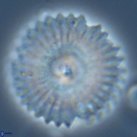 Davidbukrya perpolitus 71246