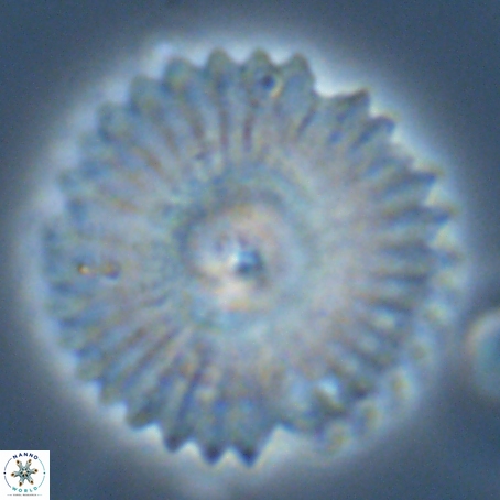 Davidbukrya perpolitus 71246