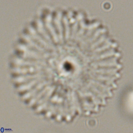 Davidbukrya perpolitus 71247