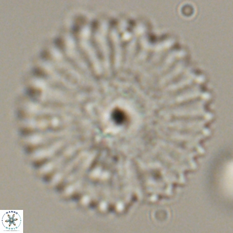 Davidbukrya perpolitus 71247