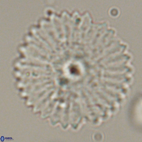 Davidbukrya perpolitus 71248