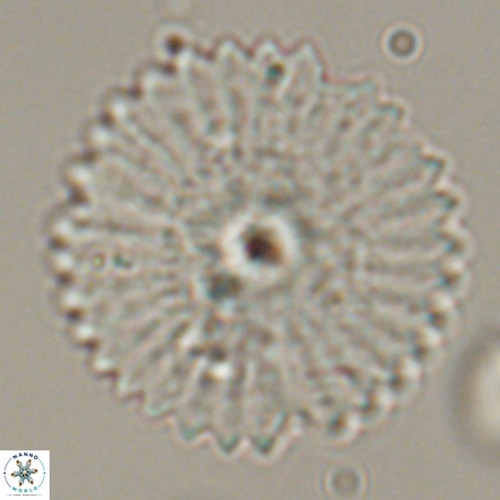 Davidbukrya perpolitus 71248