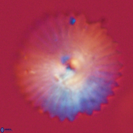 Davidbukrya perpolitus 71249